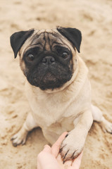 Obraz premium Funny pug giving paw