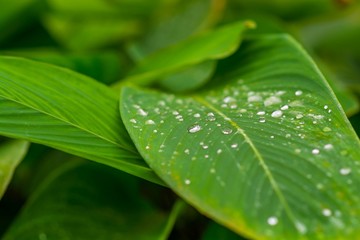 Green leaf with water drops close up
