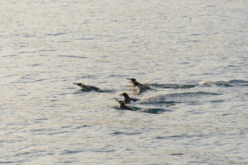 King penguins swimming