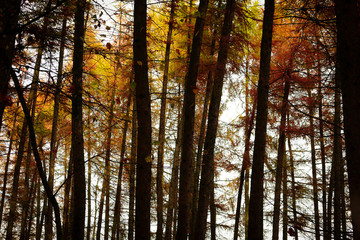 Fototapeta premium Autumn Forest
