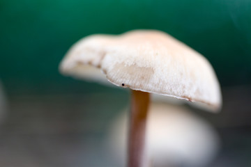 A mushroom spore-bearing of a fungus in Nature.