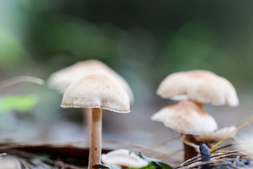 A mushroom spore-bearing of a fungus in Nature.