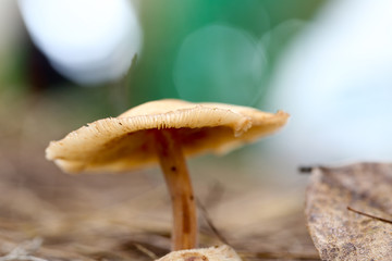 A mushroom spore-bearing of a fungus in Nature.