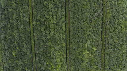 Aerial View of Crops in Field