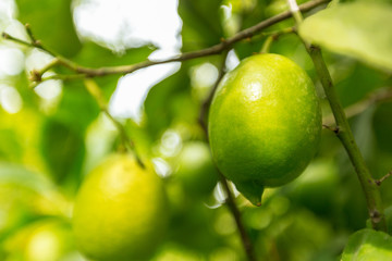 closeup of lemon on a tree