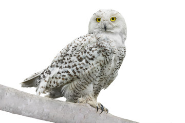 owl (Nyctea scandiaca)
