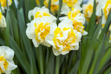 Obraz premium Narcissus flower. White and yellow