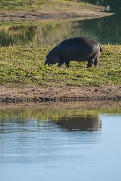 HIPPOPOTAMUS AMPHIBIUS, South Africa