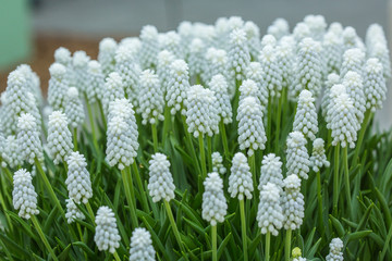 Muscari botryoides Album 