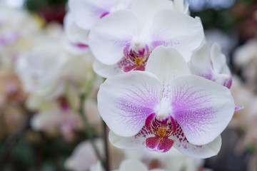 Fototapeta na wymiar A bunch of blooming spotted moth orchids, Phalaenopsis cultivars Sogo Yukidian.