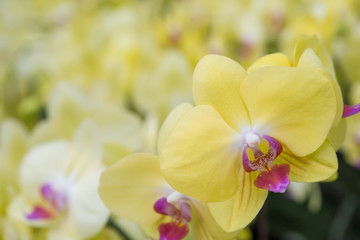 A bunch of blooming spotted moth orchids, Phalaenopsis cultivars Sogo Yukidian.