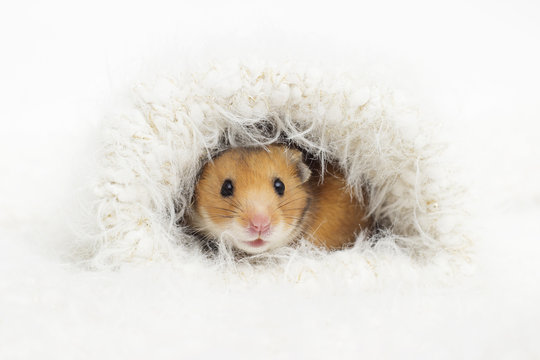 cute Syrian hamster in a fluffy hole