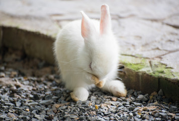 Baby Rabbit