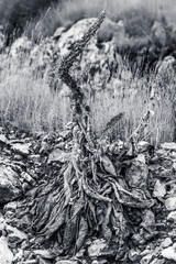 dry plant