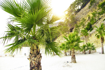 Palm trees on the beach with white sand. Kemer. Turkey.