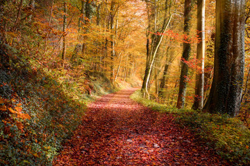 Naklejka premium Autumn forest with gold foliage and red leaves on the ground, illuminated by warm rays of light. Representation of colorful autumn