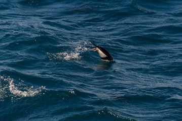 Fototapeta premium Swimming penguin