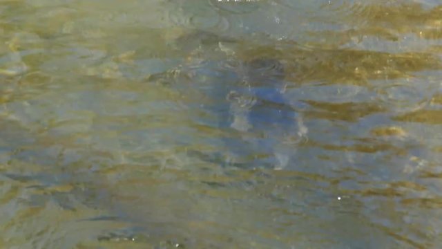 Kappens&auml;ger tauchen - Lophodytes cucullatus