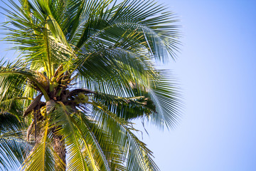Light coconut trees against the sky