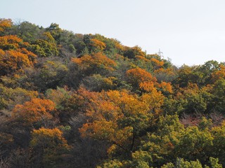 里山の紅葉