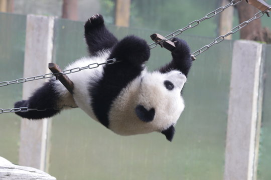 Fototapeta Acrobat Panda on the String