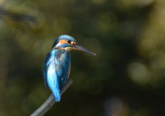 Noble Kingfisher