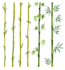 Naklejka premium Green Bamboo painted in watercolor in oriental style