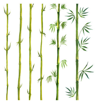 Green Bamboo painted in watercolor in oriental style