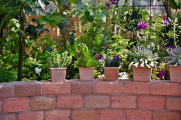 Obraz premium 多肉植物の寄せ植え