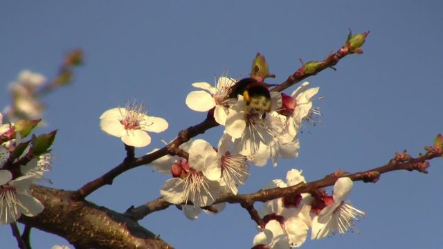 bumblebees flower apricots,spring came to the garden, bloomed apricot trees and pollinated the bumblebee
