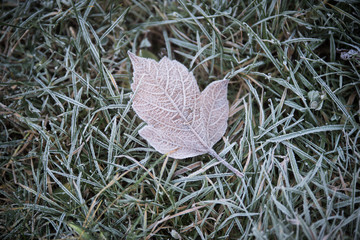 Frozen leaf lying on grass in Winter in daylight. First frost of the year, representing the...