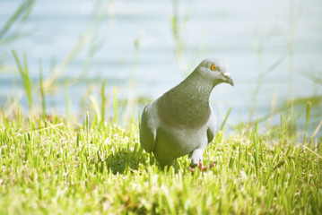 Pigeons are seeking food in the lawn.