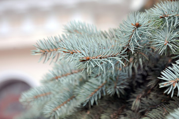 Naklejka na ściany i meble branch of blue spruce pine trees on the back blurred background architectural building