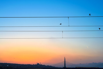 Wires and birds on a sunset background in Istanbul