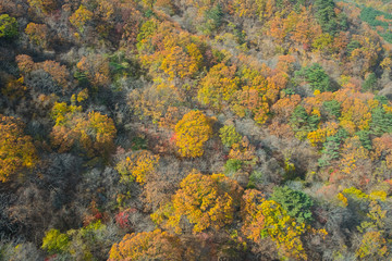 top view autumn landscape 