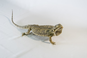 Fototapeta premium bearded dragon (pogona, vitticeps) isolated on white background