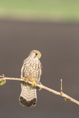 Common kestrel