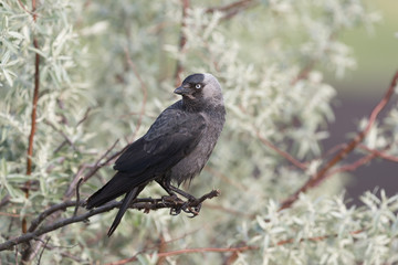 Western jackdaw