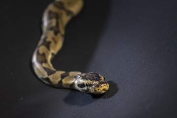 Royal or Ball Python snake, isolated on black background