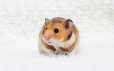 Fototapeta na wymiar syrian hamster