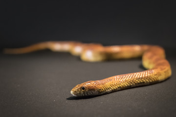 Creamsicle Corn Snake Elaphe guttata guttata isolated on black background