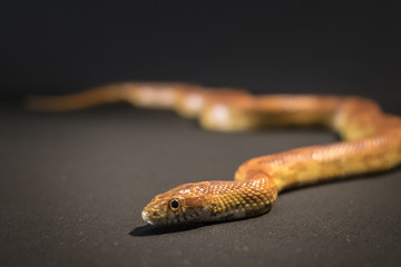 Creamsicle Corn Snake Elaphe guttata guttata isolated on black background