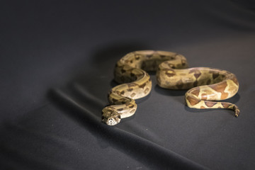 Royal or Ball Python snake, isolated on black background