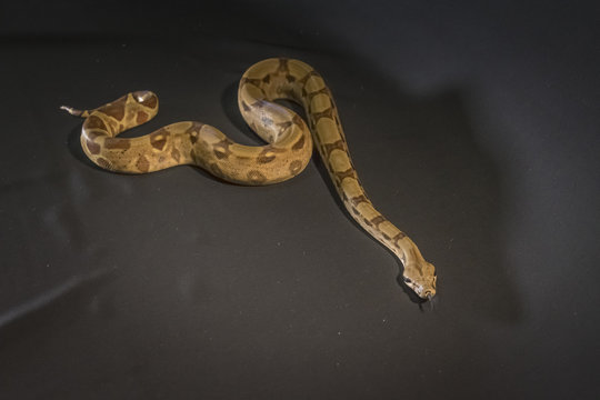 Royal or Ball Python snake, isolated on black background