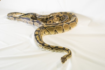 Royal or Ball Python snake, isolated on white background