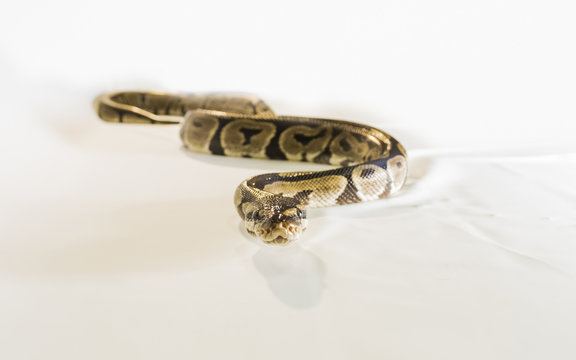 Royal or Ball Python snake, isolated on white background