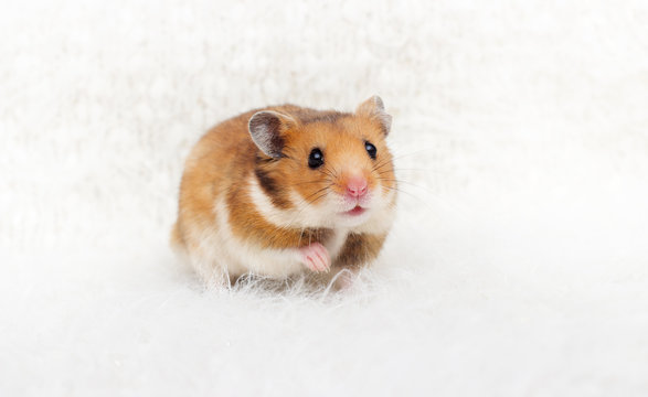 cute syrian hamster in a fluffy background