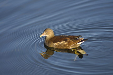 duckling reflection