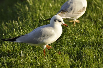 Fototapeta premium Black-headed gull on grass