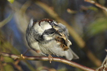 Goldcrest closeup